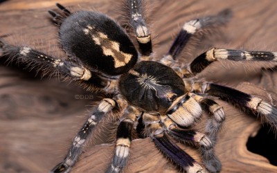 POECILOTHERIA SPECT LOWLANDS TARANTULA 